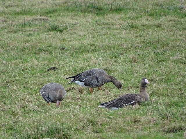本场米兰德 本场米兰德